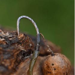 Karpové háčky BKK Beak Point 2 10ks