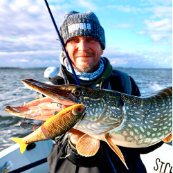 Wobler na Szczupaka Rapala Super Shadow Rap Glide 11cm - Live Roach