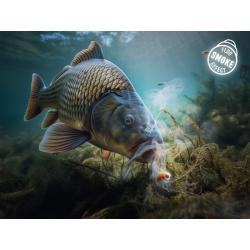 Delphin D-Snax Shell Wafters 12mm Baits - Mussels / Spices