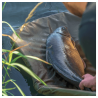 Avid Carp Revolve Folding Flat Mat