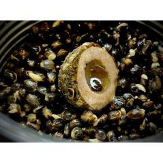 Hakenköder Lk Baits Nutrigo Balanc - Hanf Kelp 20mm 200ml