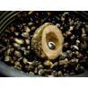 Hakenköder Lk Baits Nutrigo Balanc - Hanf Kelp 20mm 200ml