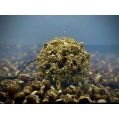 Hakenköder Lk Baits Nutrigo Balanc - Hanf Kelp 20mm 200ml