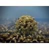 Hakenköder Lk Baits Nutrigo Balanc - Hanf Kelp 20mm 200ml